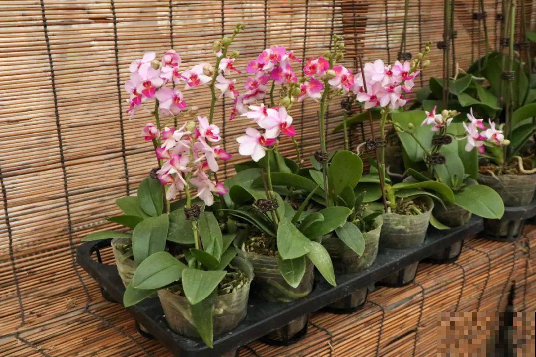 蓝色蝴蝶兰头一回见,一买就上当,养不活真生气! 蓝色蝴蝶兰头一回见,一买就上当,养不活真生气!