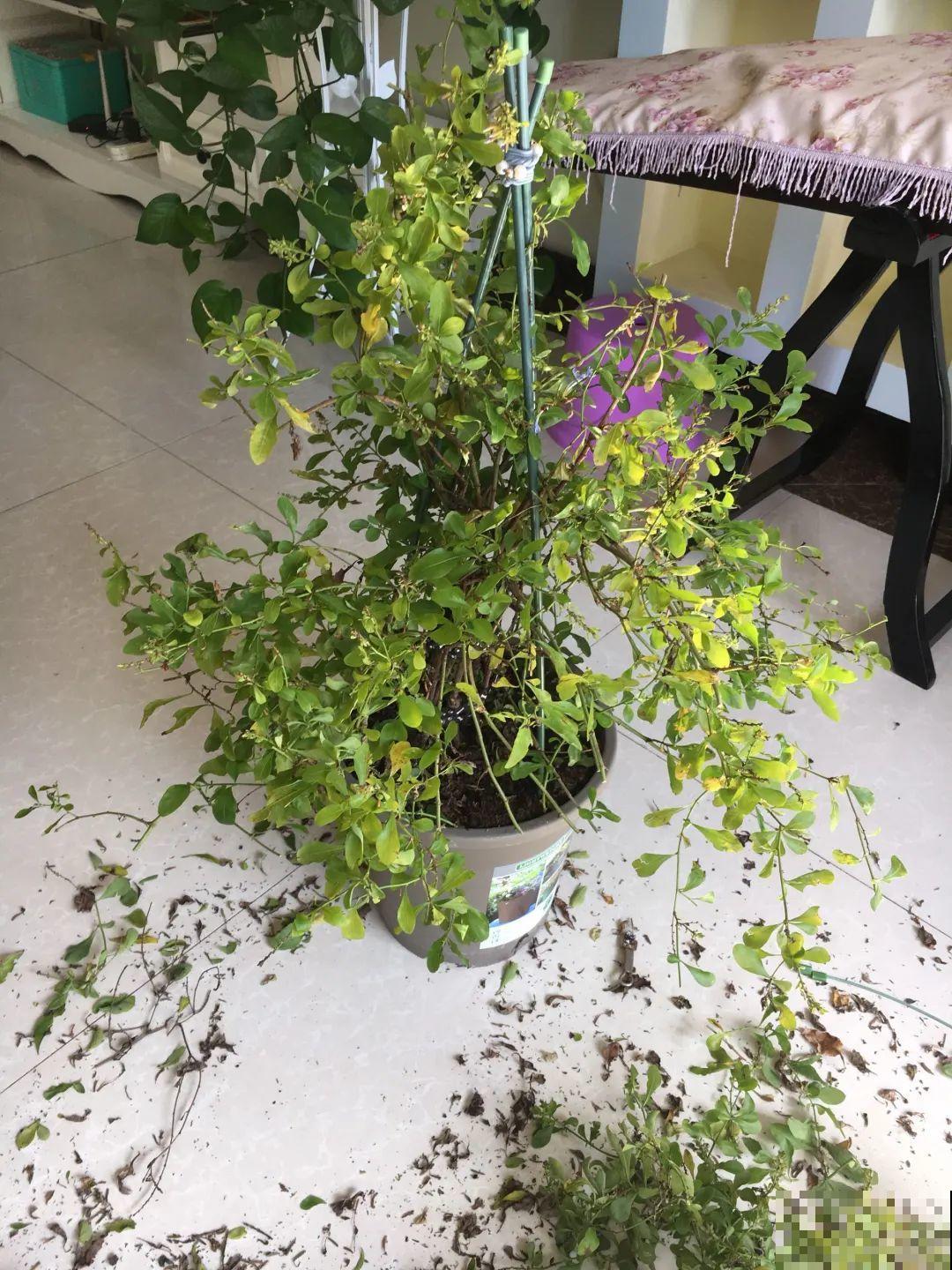 霜降来临，茉莉抓紧剪一波，更抗冻，好过冬！