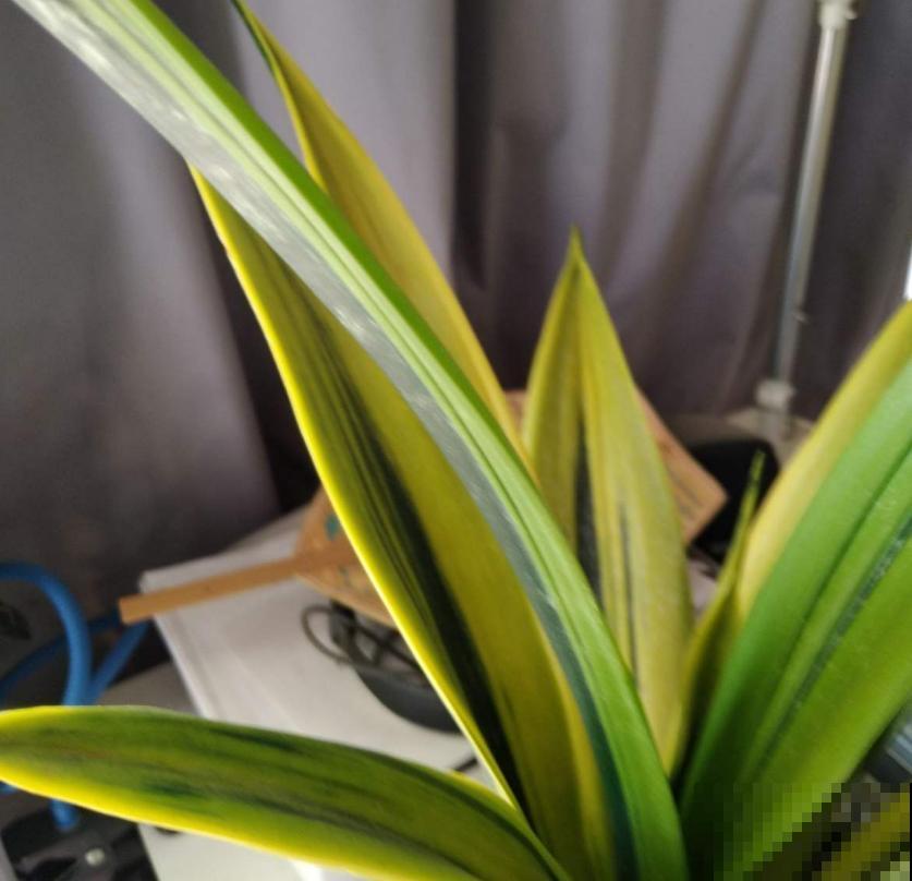 君子兰烂根不可怕，早判断，早防治，判断方法看这里！