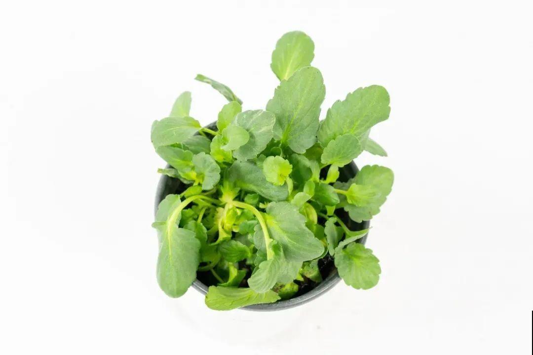 特耐寒的懒人花，-10℃冻不死，不用管也能开爆盆！