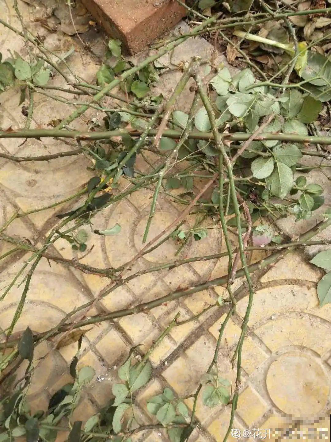 老祖宗留下来的养花谚语,真准! 老祖宗留下来的养花谚语,真准!