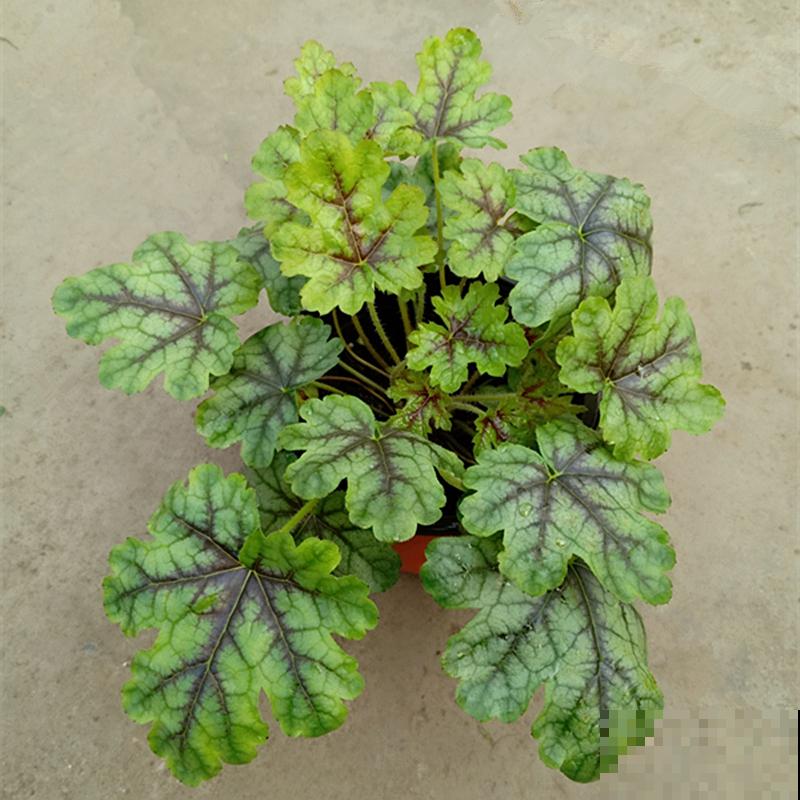 4种花冬天冻不死，夏天热不死，一年四季都能活