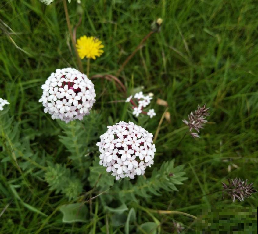 令人闻风丧胆的狼毒花，一身毒性，常用来做杀虫剂！