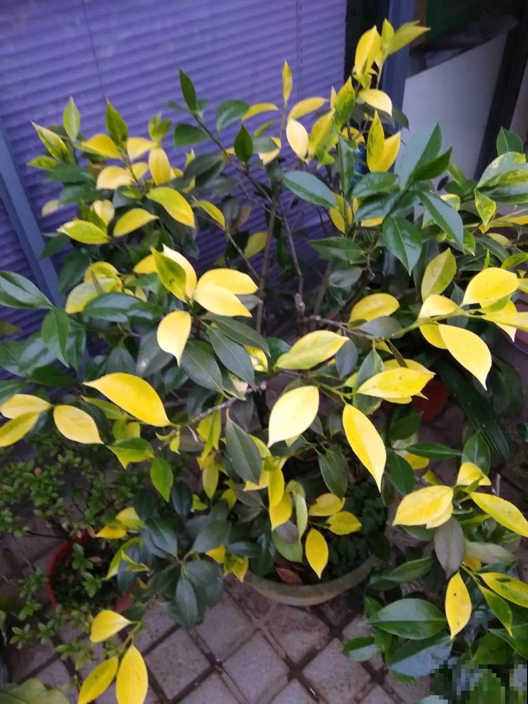 6种花爱吃醋，隔段时间喂口醋，叶子绿油油