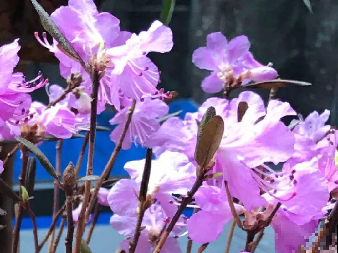 你在哪个城市，最适合养的花就是它！