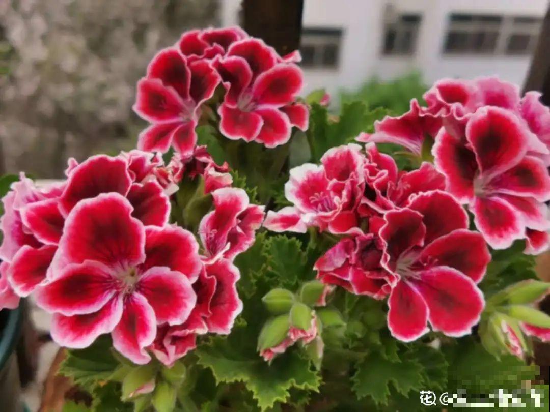 1种花叫大花犀角，闻久了头晕，家里养要小心！