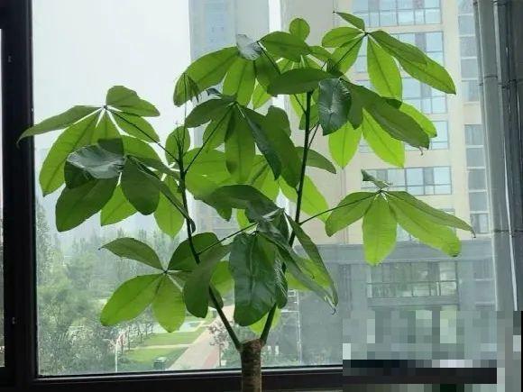 秋天降温快，家里养这9种花，要赶紧搬进屋了