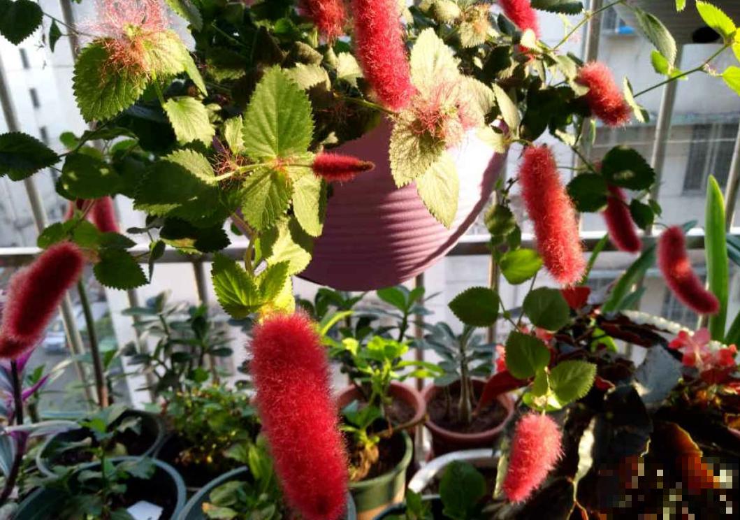 伪装在花卉圈的“猫咪”，红彤彤，毛绒绒，爱猫人士必养！