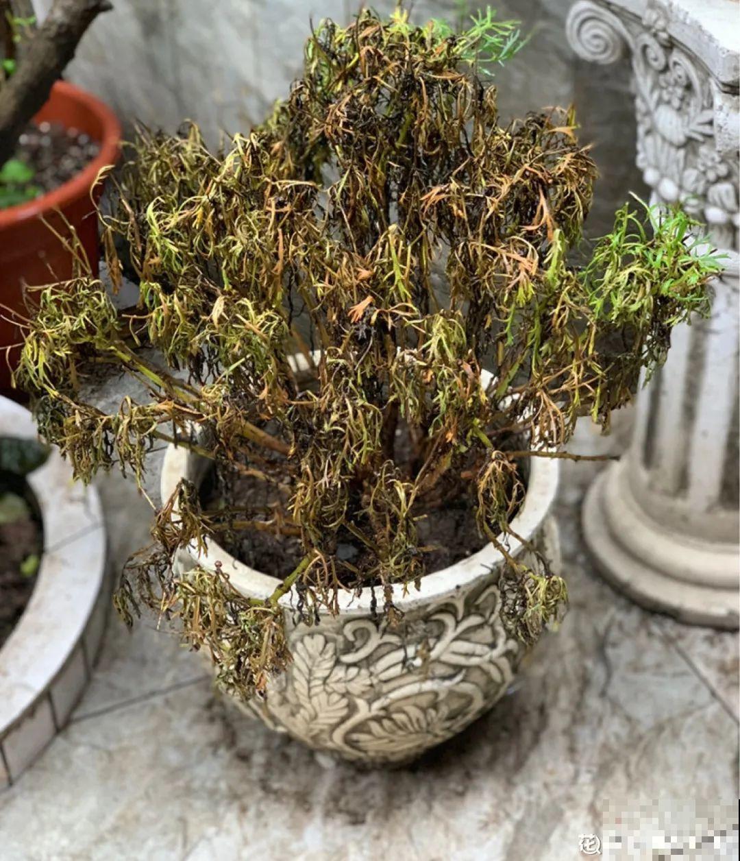 特欠剪的花,越剪越好看,花开不断! 特欠剪的花,越剪越好看,花开不断!