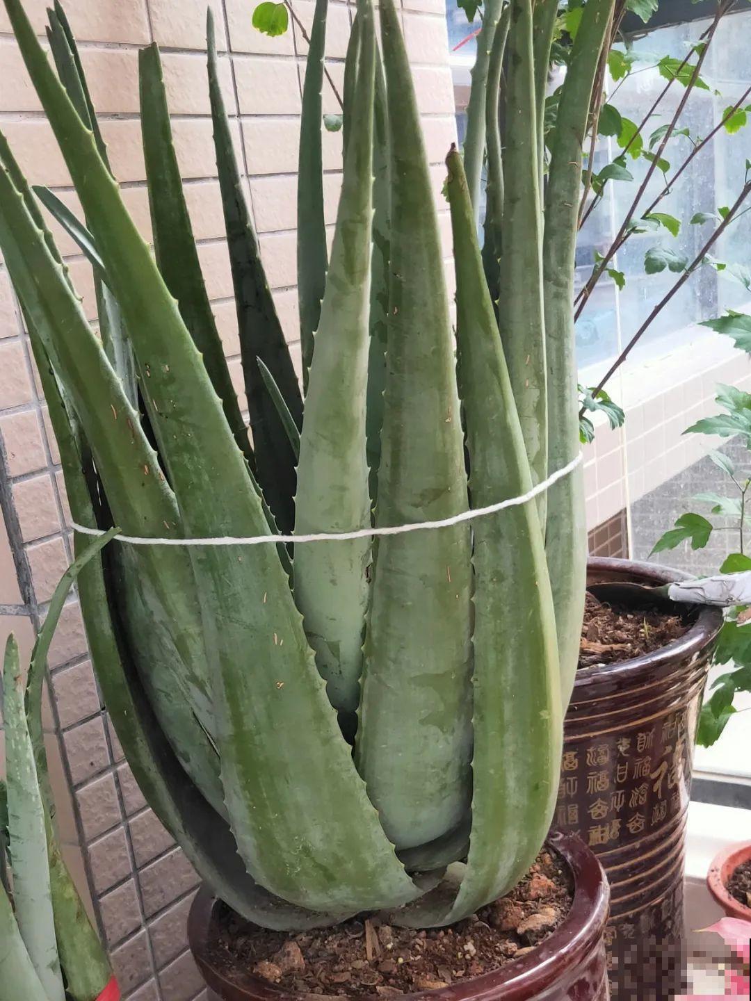 不同花卉耐寒程度不同,要根据品种来养护 不同花卉耐寒程度不同,要根据品种来养护