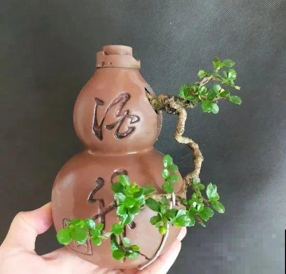 酒瓶子别丢掉,那可是种花神器,省了一笔买花钱 酒瓶子别丢掉,那可是种花神器,省了一笔买花钱