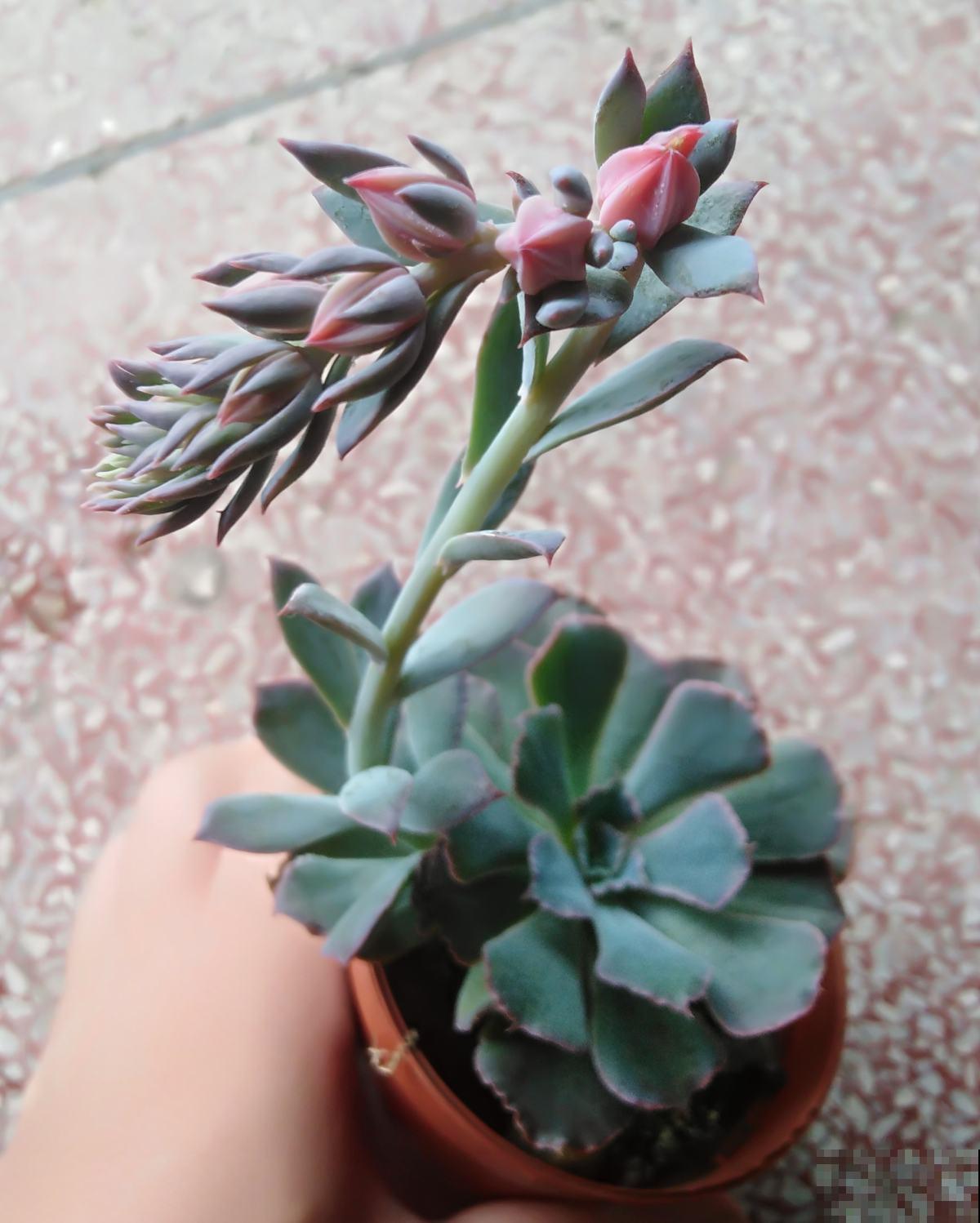 多肉开花还挺美,据说花败之后多肉必死,是真的吗? 多肉开花还挺美,据说花败之后多肉必死,是真的吗?