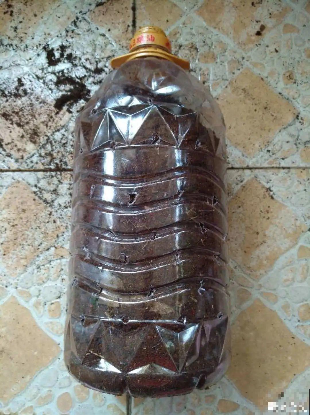 垃圾桶也能养花，扦插种菜样样行，省了不少买盆钱