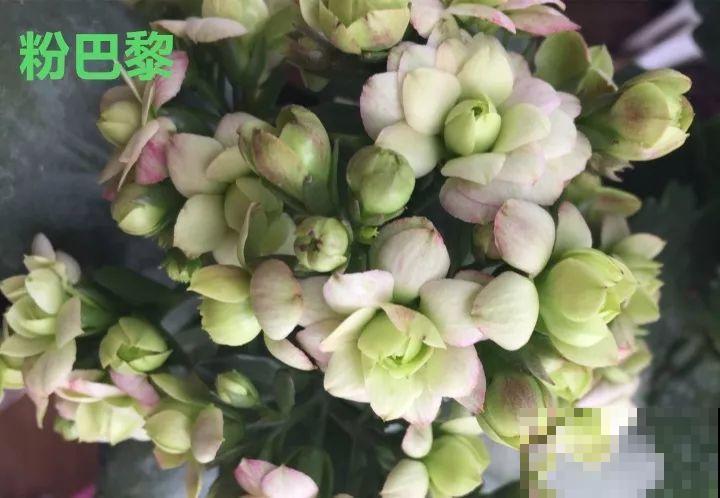 这种花品种多,花型好,养了你就爱上了! 这种花品种多,花型好,养了你就爱上了!