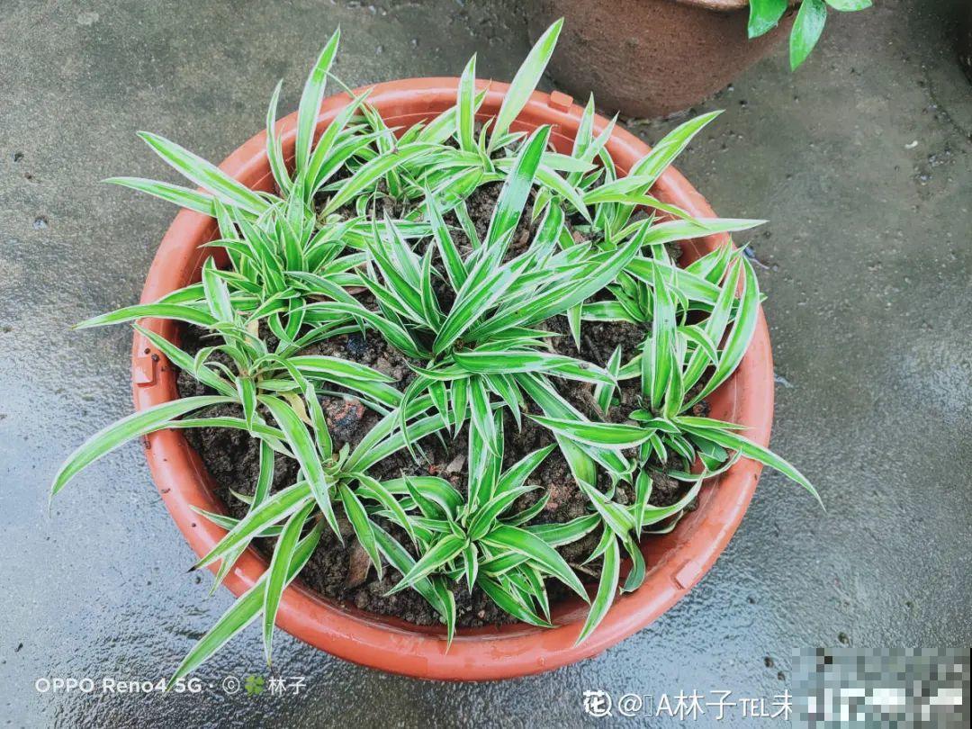 冬天扦插，只用一张塑料薄膜，就能长出小嫩芽