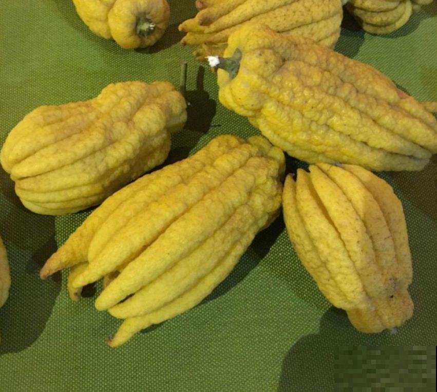 全能的佛手，一瓜多吃，观赏食用两不误！