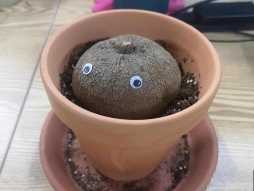 冬天休眠的花，你以为它死了，其实还活着！