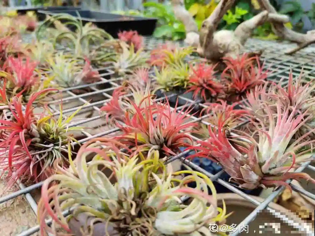 挂起来就能养的花,开花多不占地儿,家里能养100盆! 挂起来就能养的花,开花多不占地儿,家里能养100盆!