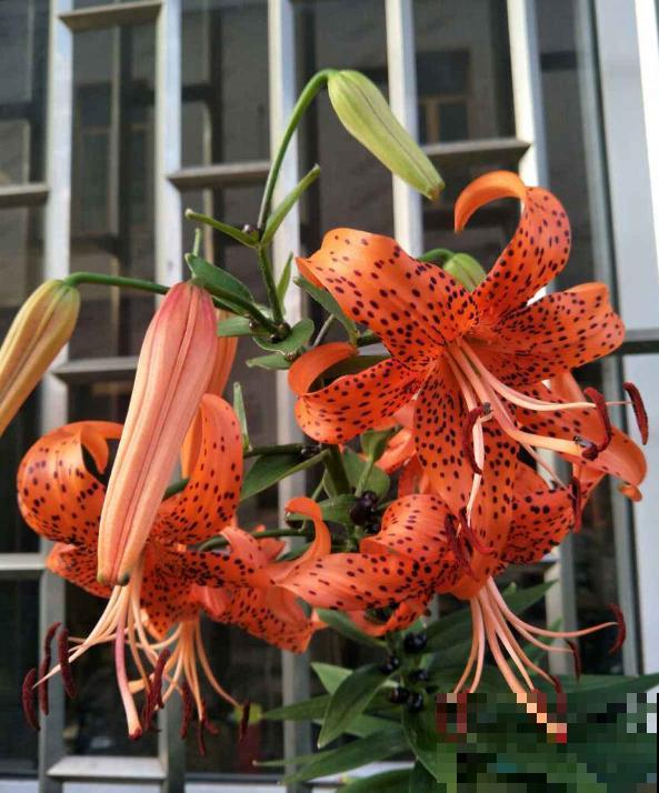 卷丹百合品性好，耐寒又耐热，怎么养都死不了！