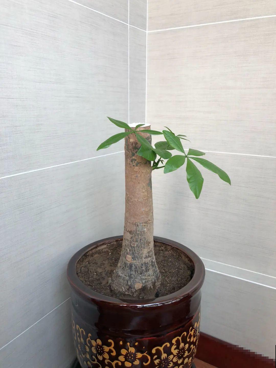 绣球生病，直接撸光叶、剪光头，反而长得旺！