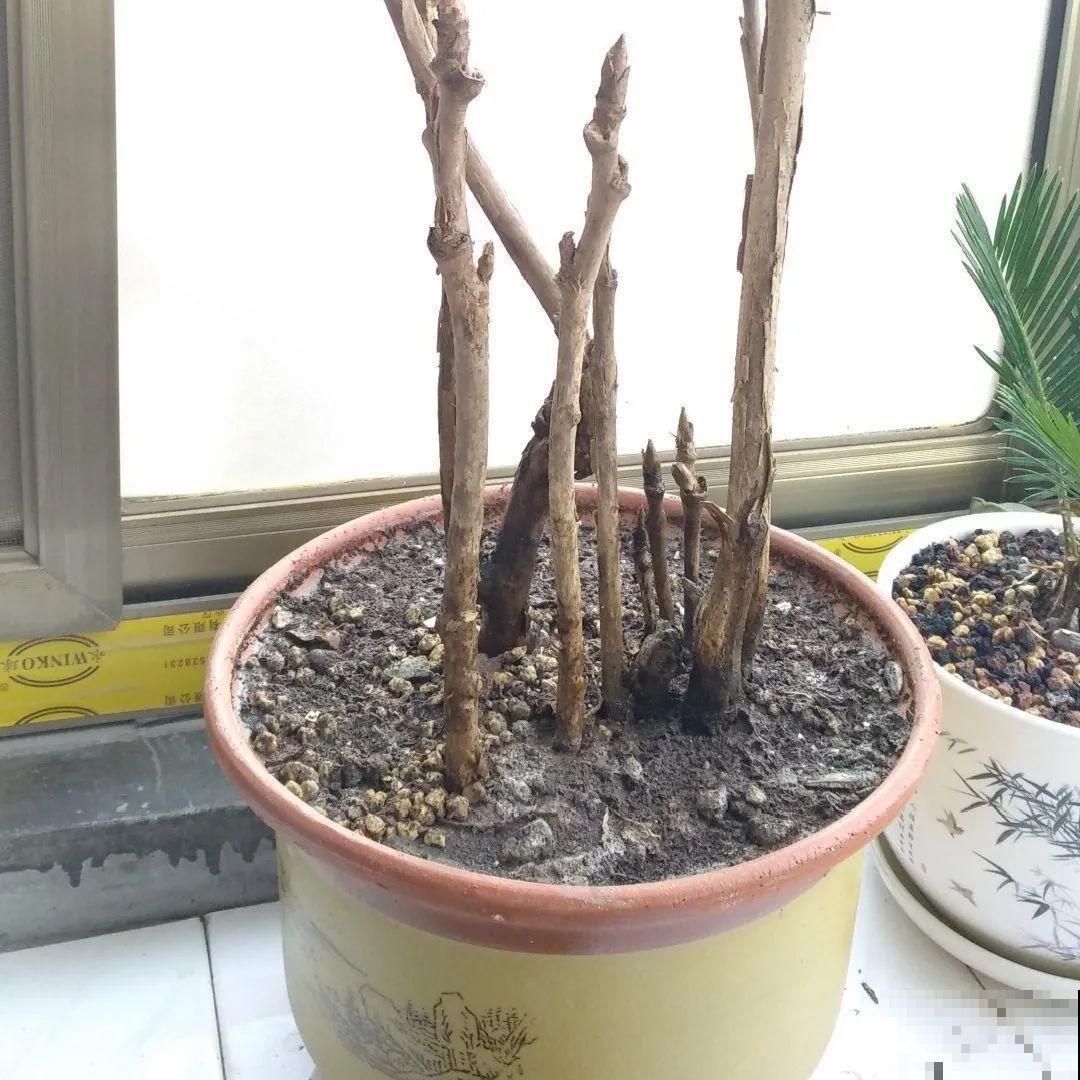 冬天休眠的花，你以为它死了，其实还活着！