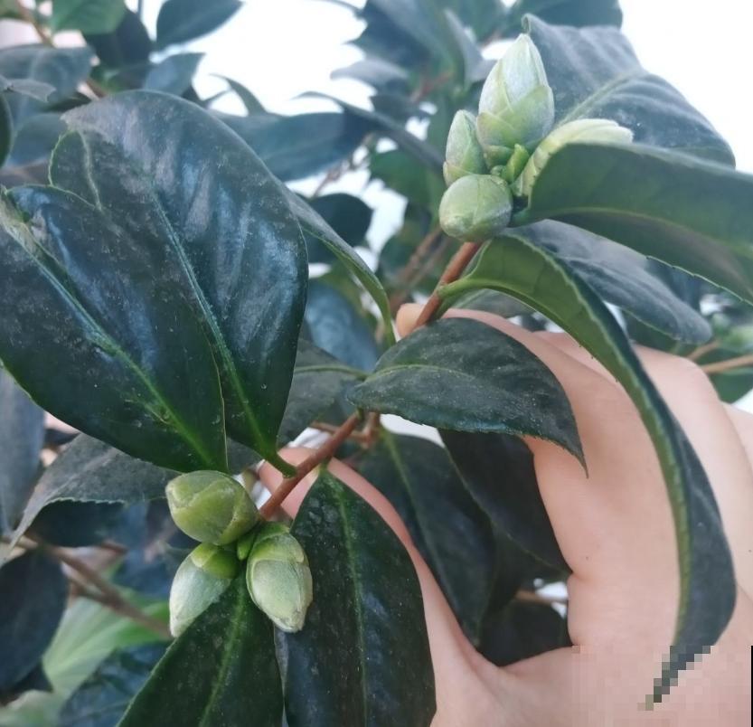 茶花疏蕾有讲究，时间、方法都不能随意，快学一学！