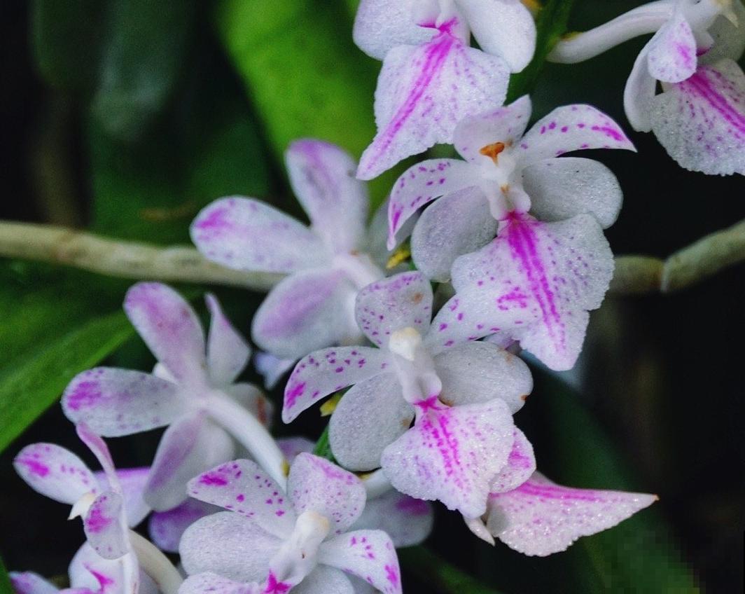 这种花叫多花指甲兰，花量特大，像毛茸茸的狐狸尾巴！