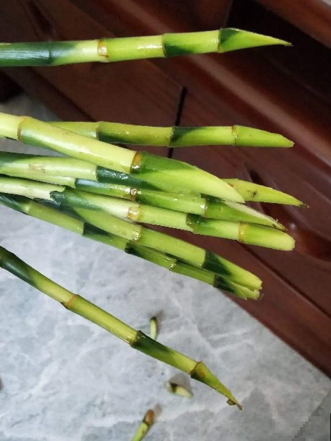 朋友送的富贵竹，长了快3米高，家里快放不下了