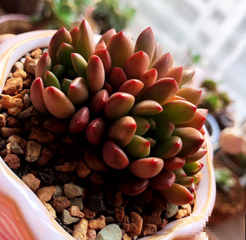 红宝石不上色?光照、水分和温度,缺一不可! 红宝石不上色?光照、水分和温度,缺一不可!