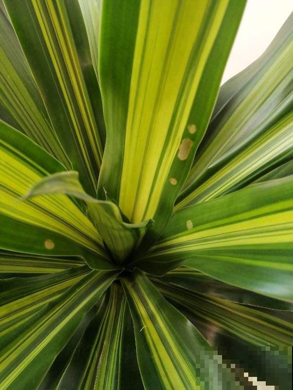 家里养盆巴西木，加点水就能冒芽，绿油油超有生机感