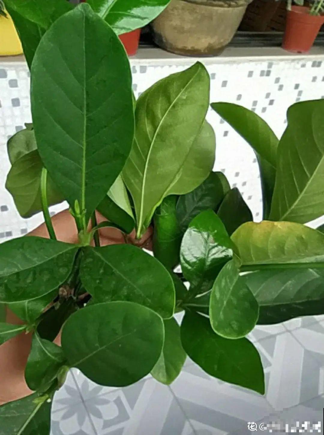 冬天扦插，只用一张塑料薄膜，就能长出小嫩芽