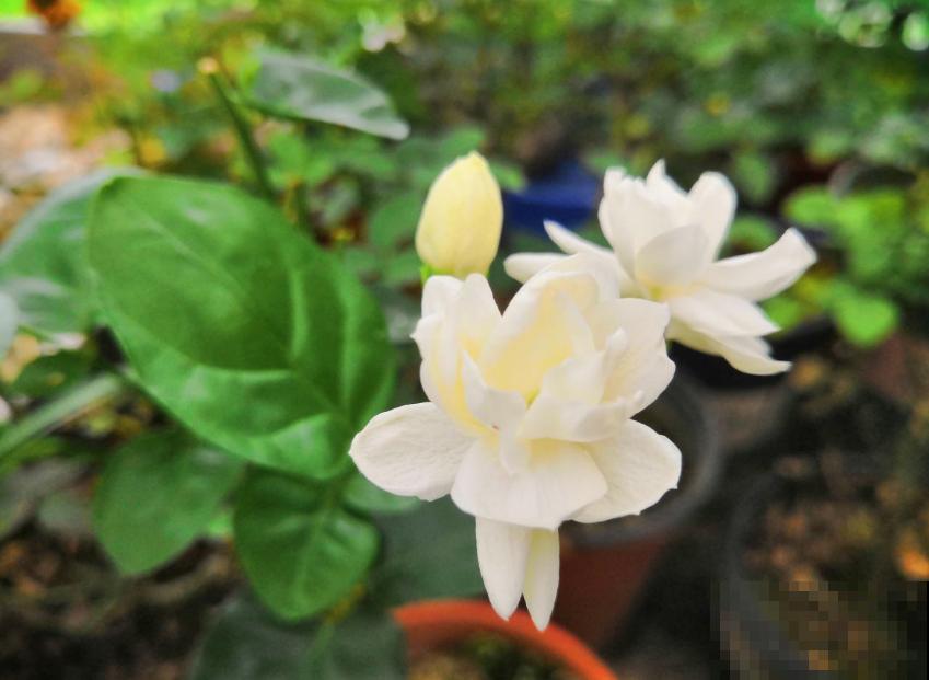 这种茉莉不能买，疯狂掉花苞，再便宜也不要！