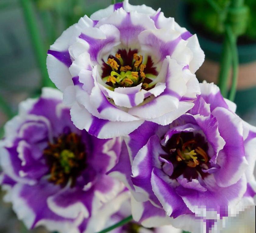 洋桔梗特漂亮，胜过玫瑰，种在阳台美爆了！