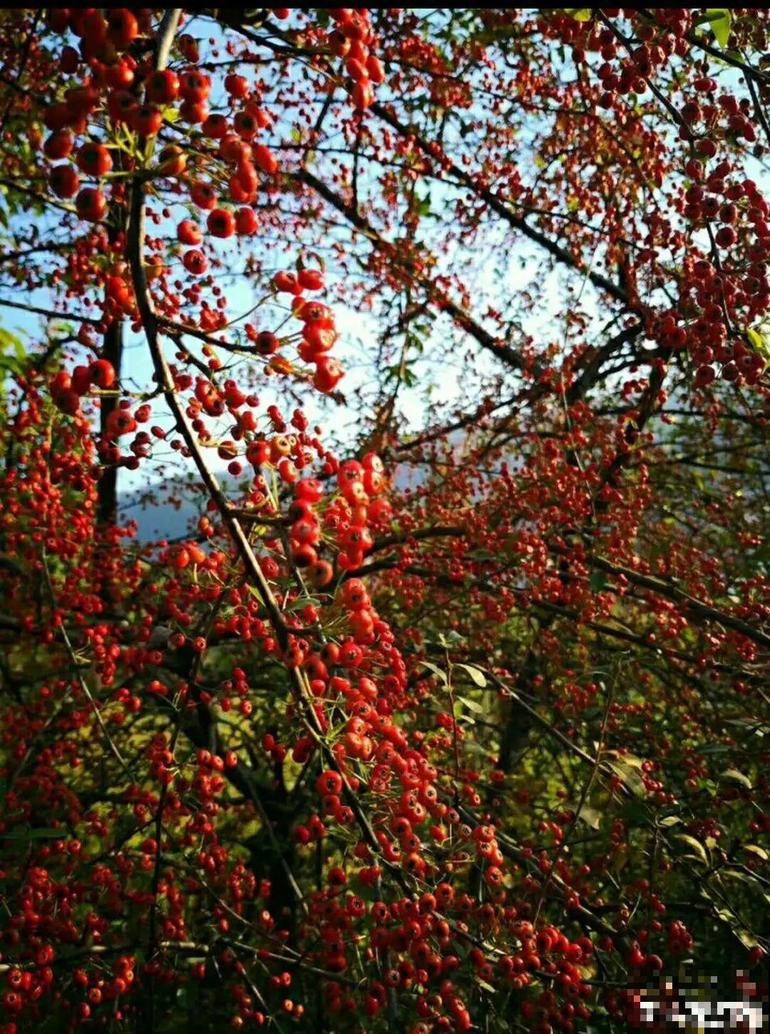 农村当柴火的花，花市卖得可贵，你认识几种？