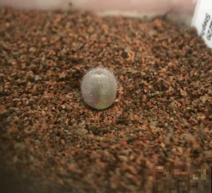 这种“小家伙”叫毛肉锥，毛茸茸，圆鼓鼓，比河豚还“霸气”！