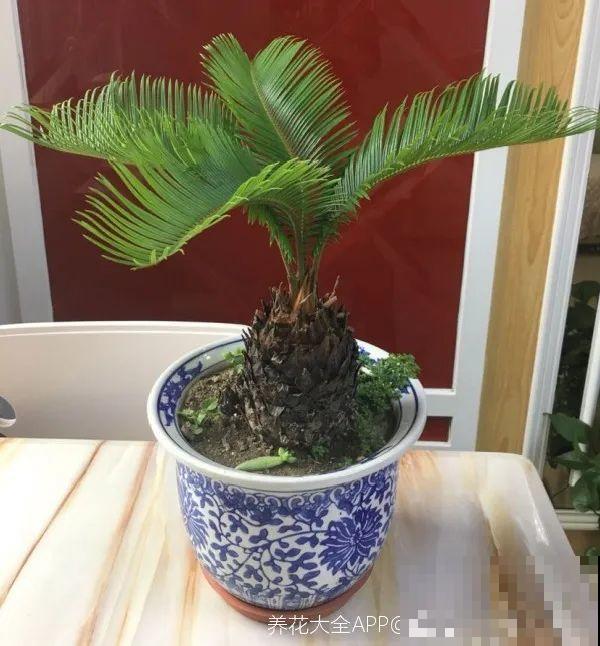 铁树开花，生了一窝“蛋”，千万别乱掏！