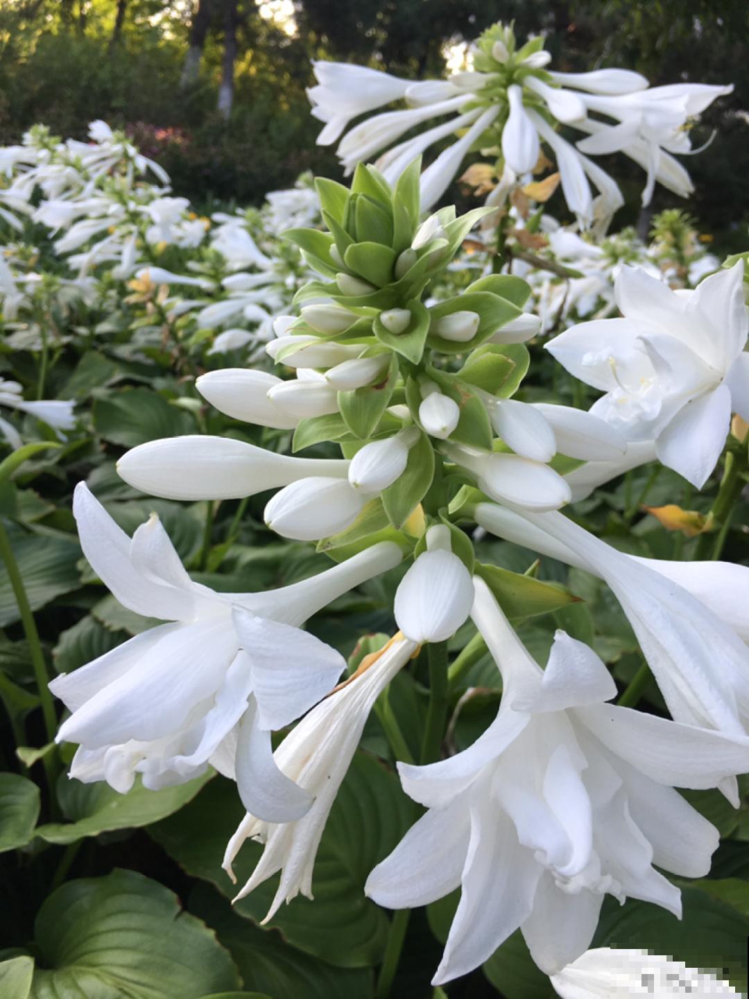 十一赏花图谱，看了啥花都认识，不用问别人！