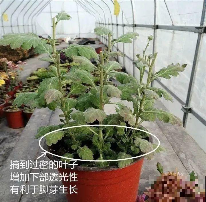霜降来临，茉莉抓紧剪一波，更抗冻，好过冬！