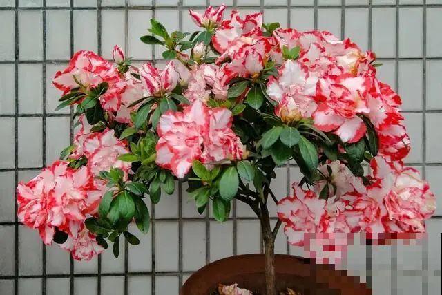 小盆养花好，大盆养花死，真准！