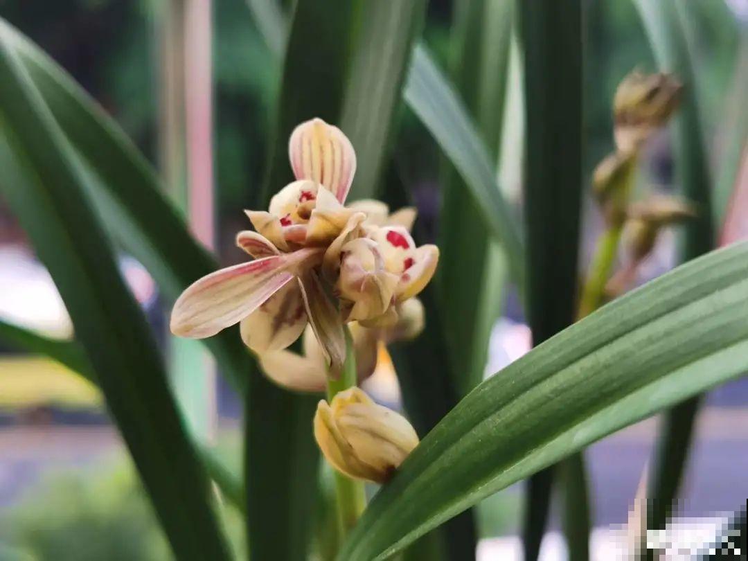 你在哪个城市，最适合养的花就是它！