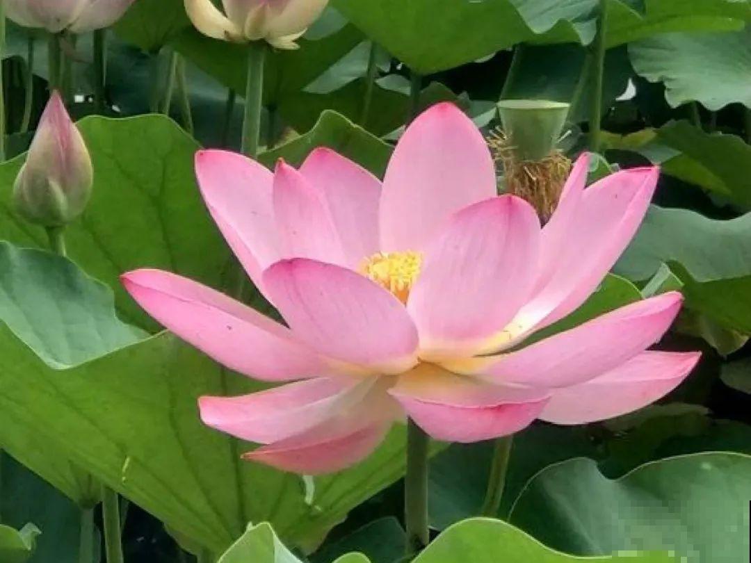 你在哪个城市，最适合养的花就是它！