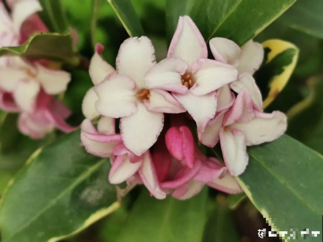 50种冬天开花植物,天冷了,照样冒花苞! 50种冬天开花植物,天冷了,照样冒花苞!