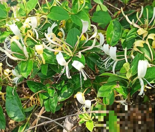 最适合院子种的花,皮实耐寒花期长,好养死不了! 最适合院子种的花,皮实耐寒花期长,好养死不了!