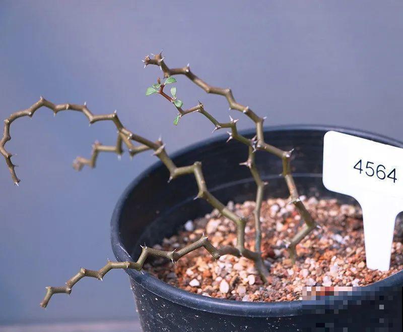 10种小众花，见过的人很少，养一盆特别有面子！