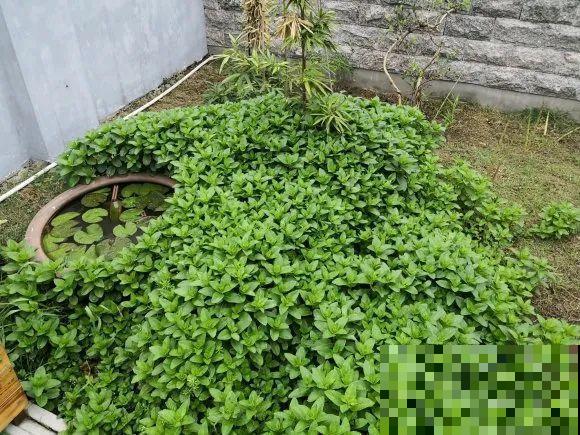 家里养了鱼腥草，吃都吃不完，泛滥了！