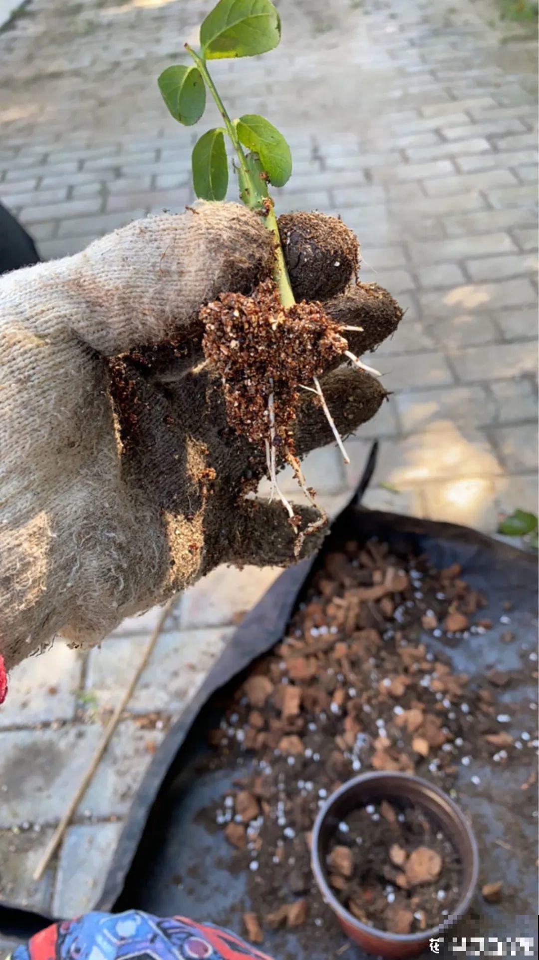 冬天扦插，只用一张塑料薄膜，就能长出小嫩芽