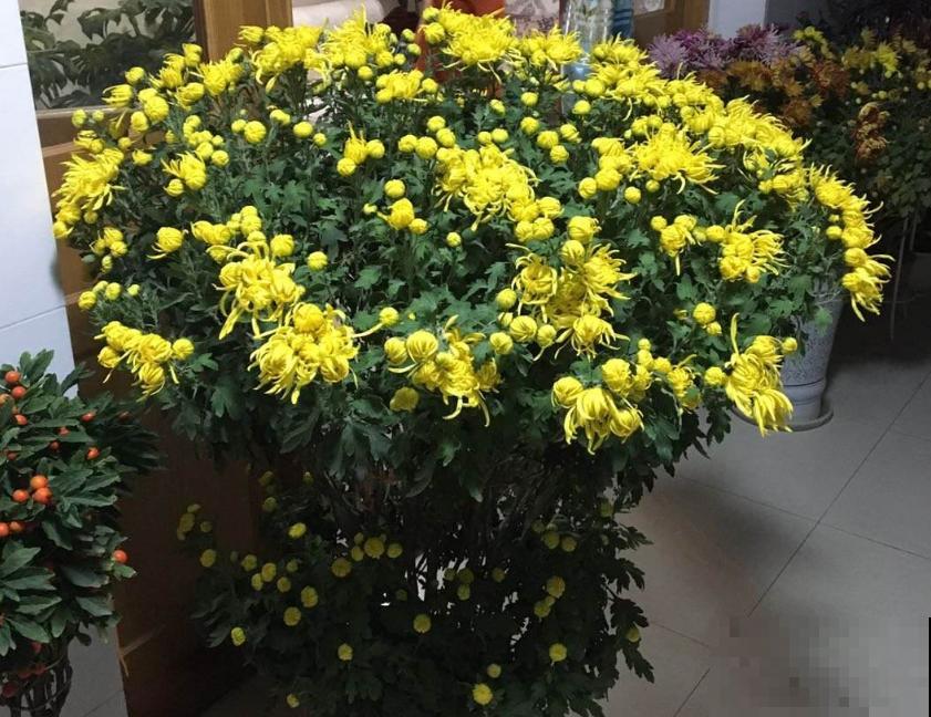 花茶不要乱配，不分清种类，一不小心就中毒啦！