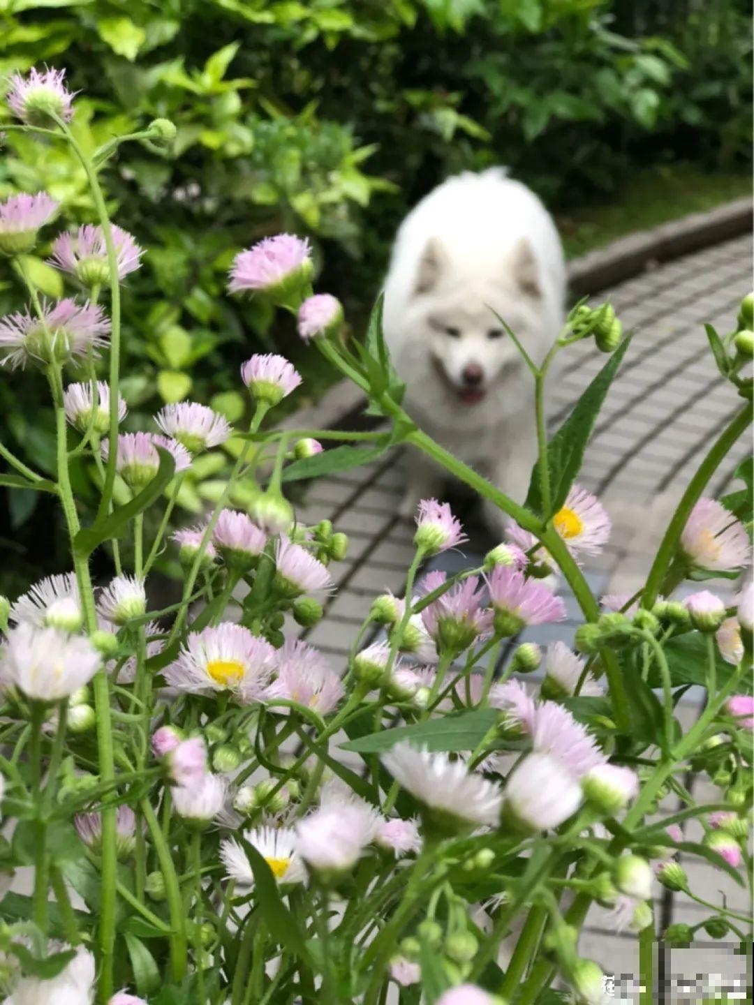 50种小时候常见的野草，现在几乎见不到了