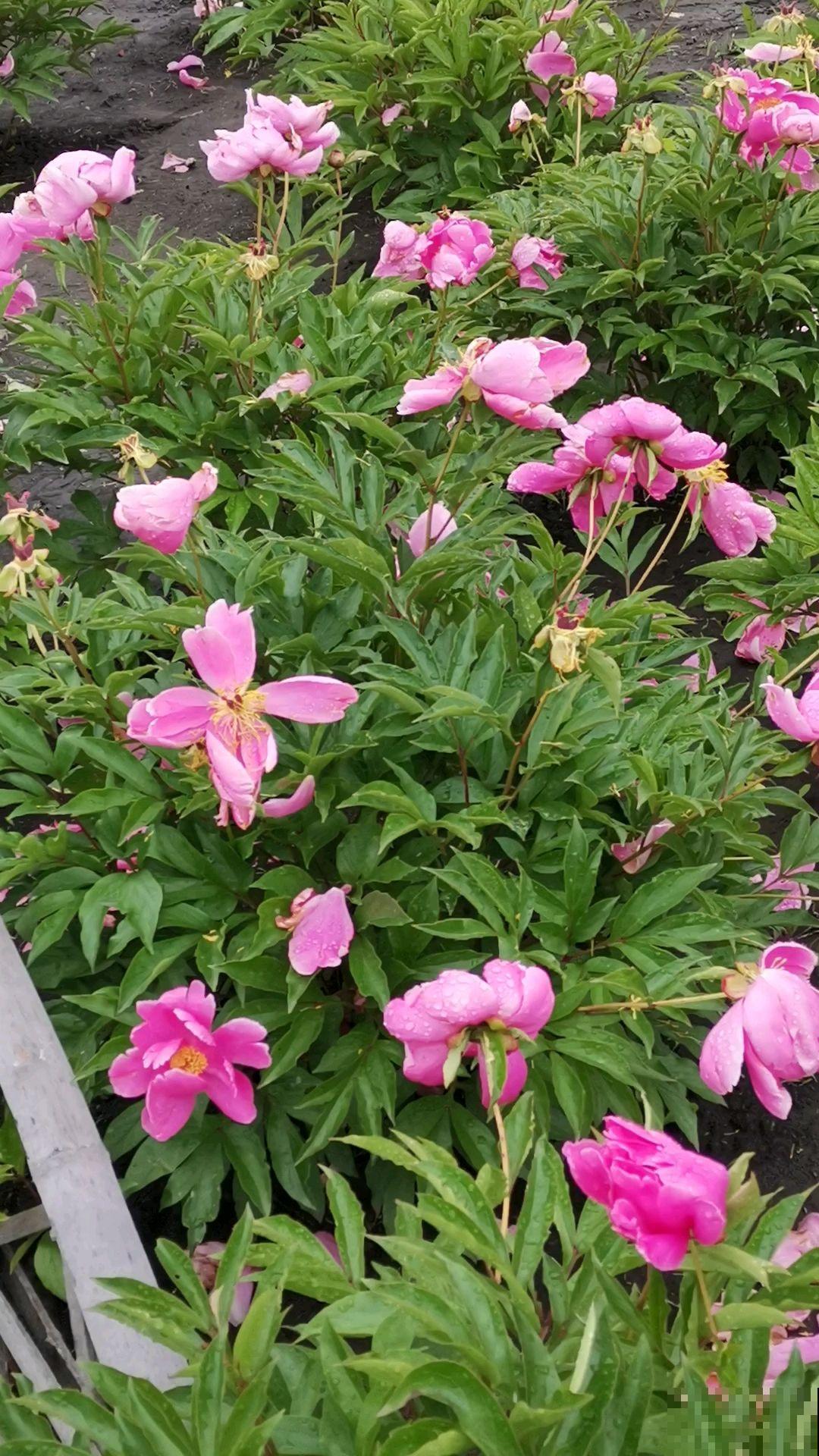 兰花扔室外，5℃冻俩月，开花一茬接一茬