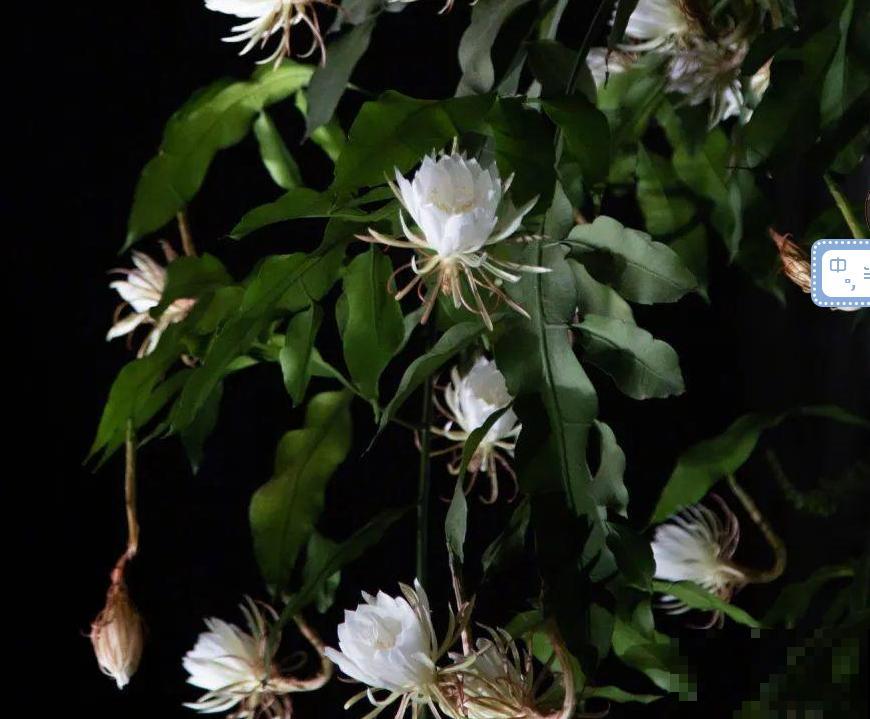 家养的花，开败之后还能炖，一点也不亏